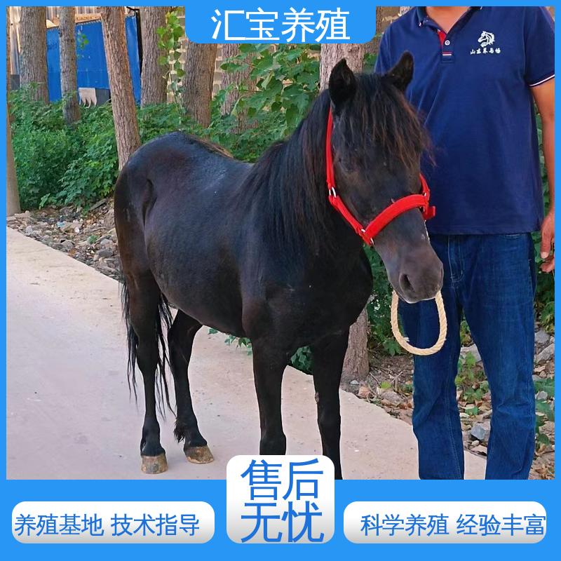  温顺可爱 小矮马 提供技术指导 各种水果都可以吃