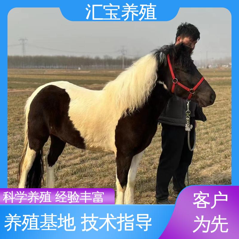  包回收包健康 农家养殖矮马 高端品种 景区观赏乘骑