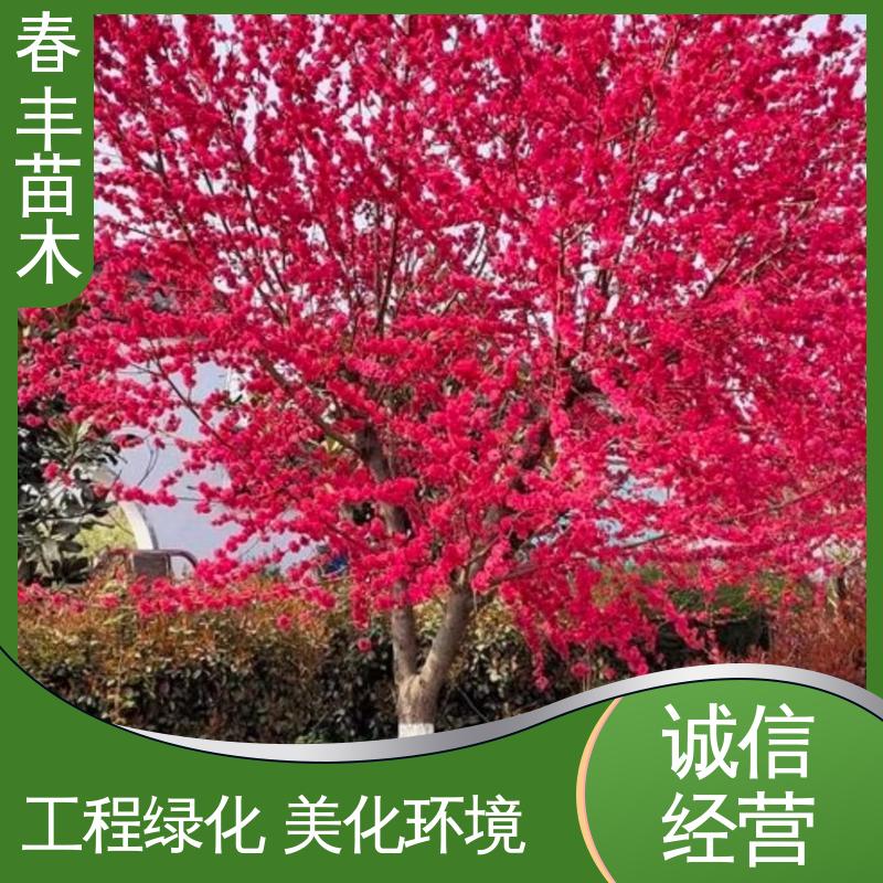春丰苗木 观赏桃苗批发零售 公园景区装饰绿植 花叶秀丽 易成活