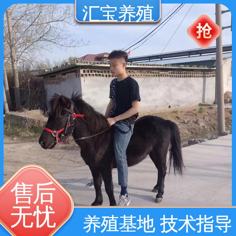  袖珍迷你矮马 饲料五谷杂粮 提供技术指导 马术俱乐部