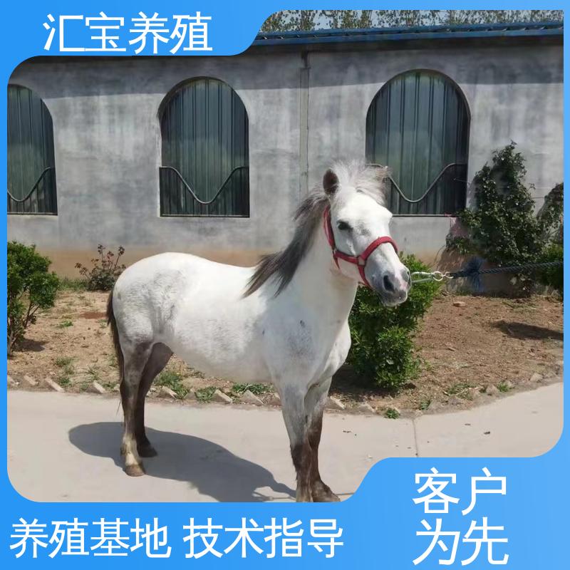 不易生病 饲料五谷杂粮 包邮包运输 袖珍迷你矮马