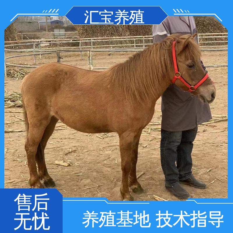 小矮马 实地引种考察 包邮包运输 各种水果都可以吃 