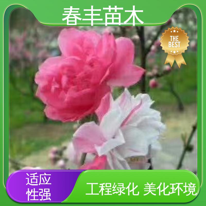 春丰苗木 观赏桃花基地培育 庭院小区绿化造景树 花叶秀丽 易成活