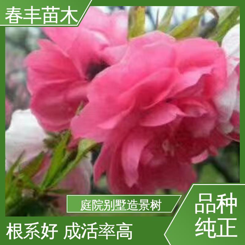 春丰苗木 观赏桃树批发零售 树形丰富 花香四溢 规格齐全 物流配送