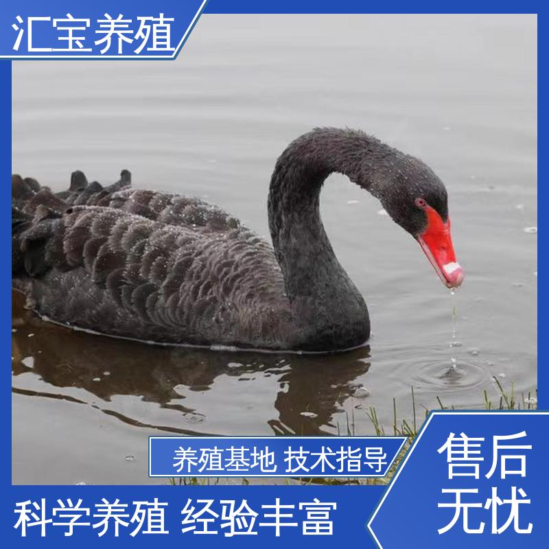 宠物小黑天鹅 提供技术指导 高端品种 混合养殖 批发基地 