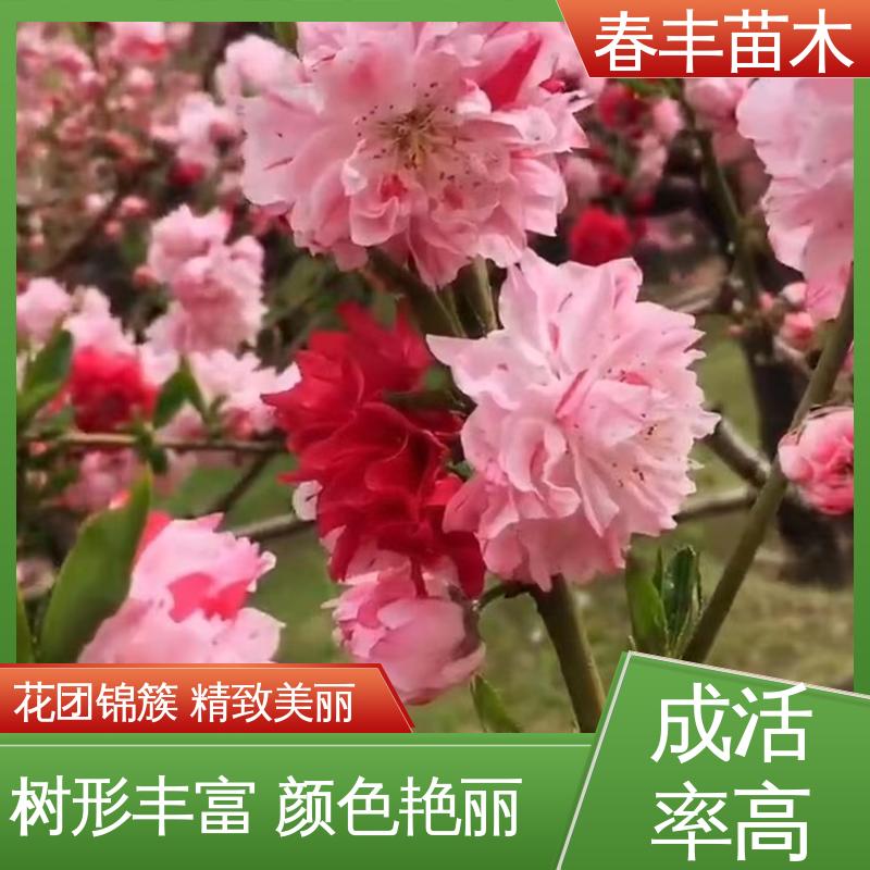 春丰苗木 基地供应 红叶碧桃50元上车价 花色艳丽动人