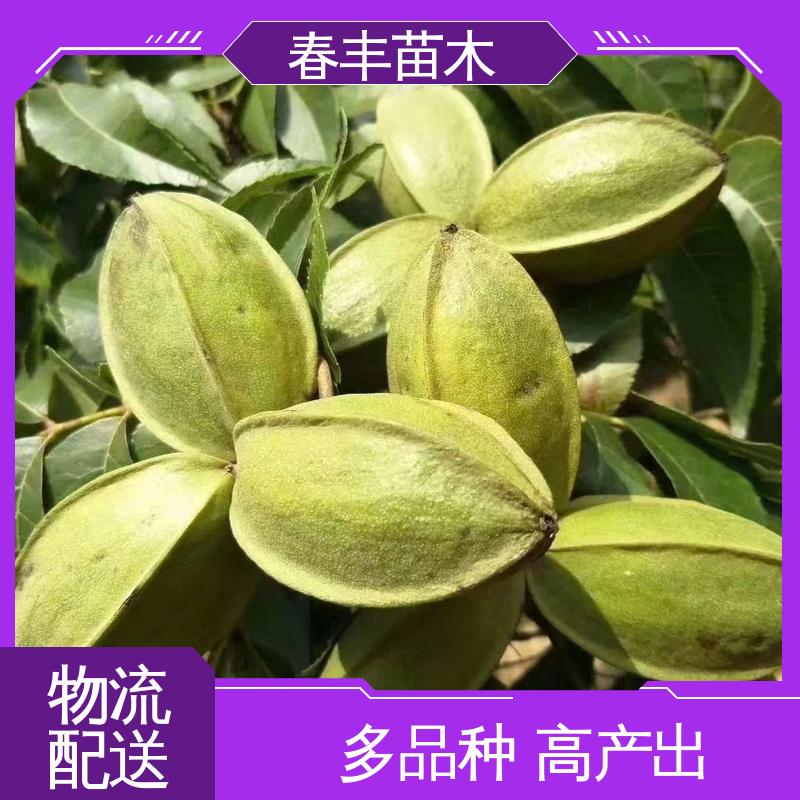 春丰苗木 碧根果杯装苗1米高 高产出 果材兼用 易成活