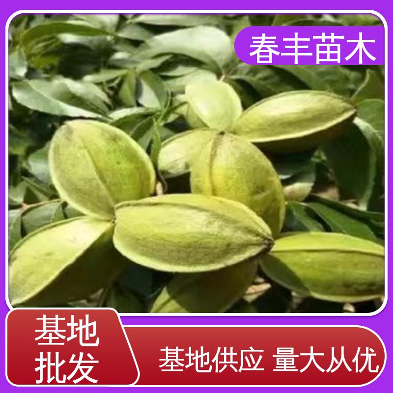 春丰苗木 美国山核桃嫁接苗2公分粗 品质好 根系发达 耐水湿