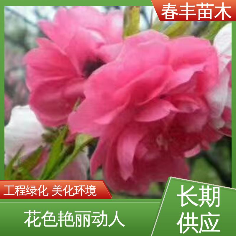 春丰苗木 基地供应 帚桃40元装车 花色艳丽动人