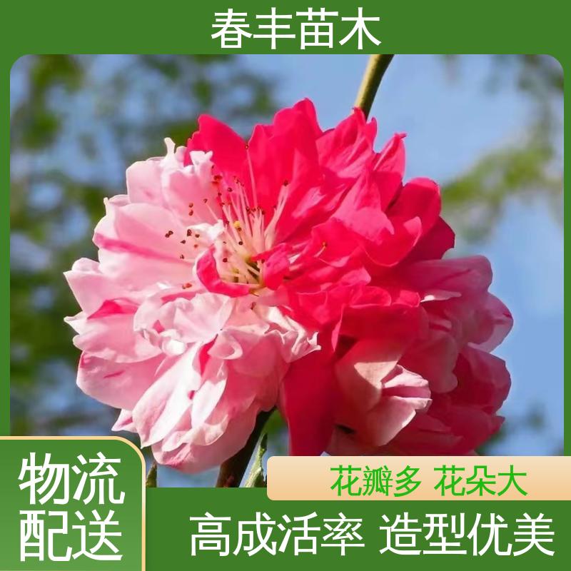 春丰苗木 基地供应 洒红碧桃5-9公分 规格齐全 品种纯正