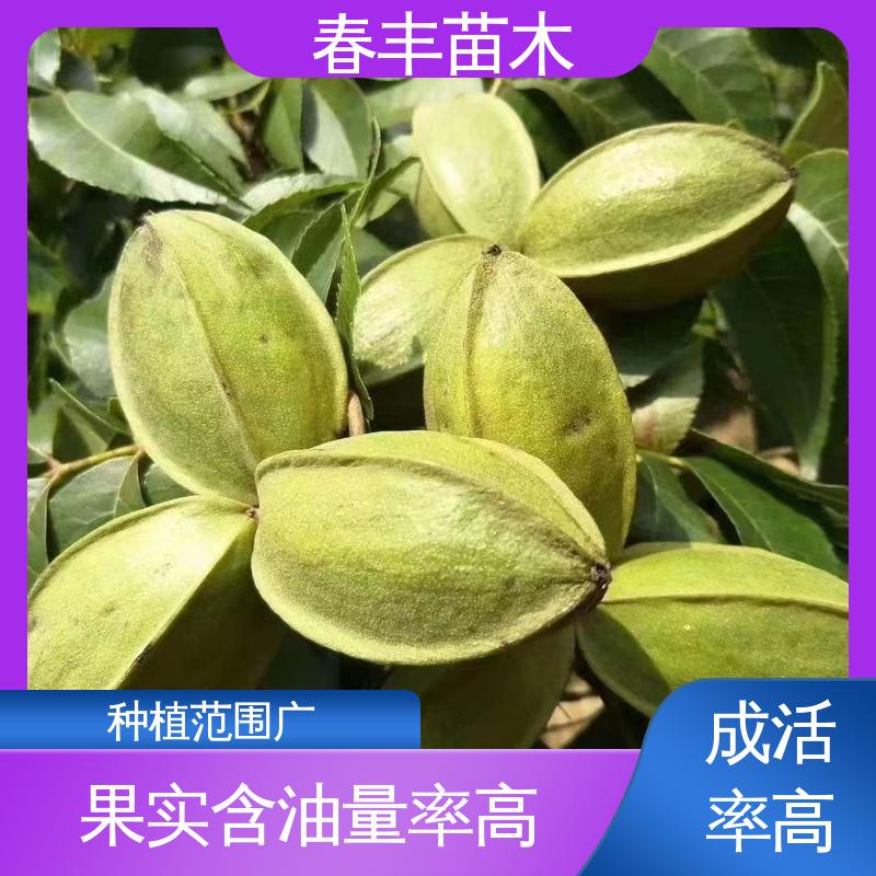 春丰苗木 碧根果树树苗1米高 品种纯正 高成活率 货源充足