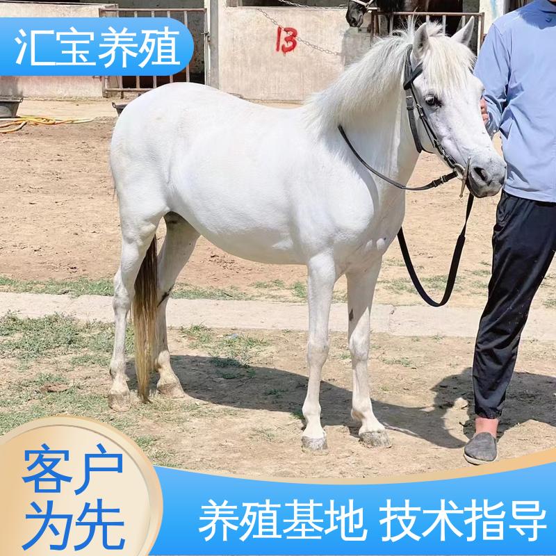 各种水果都可以吃 温顺可爱 实地引种考察 袖珍迷你矮马 