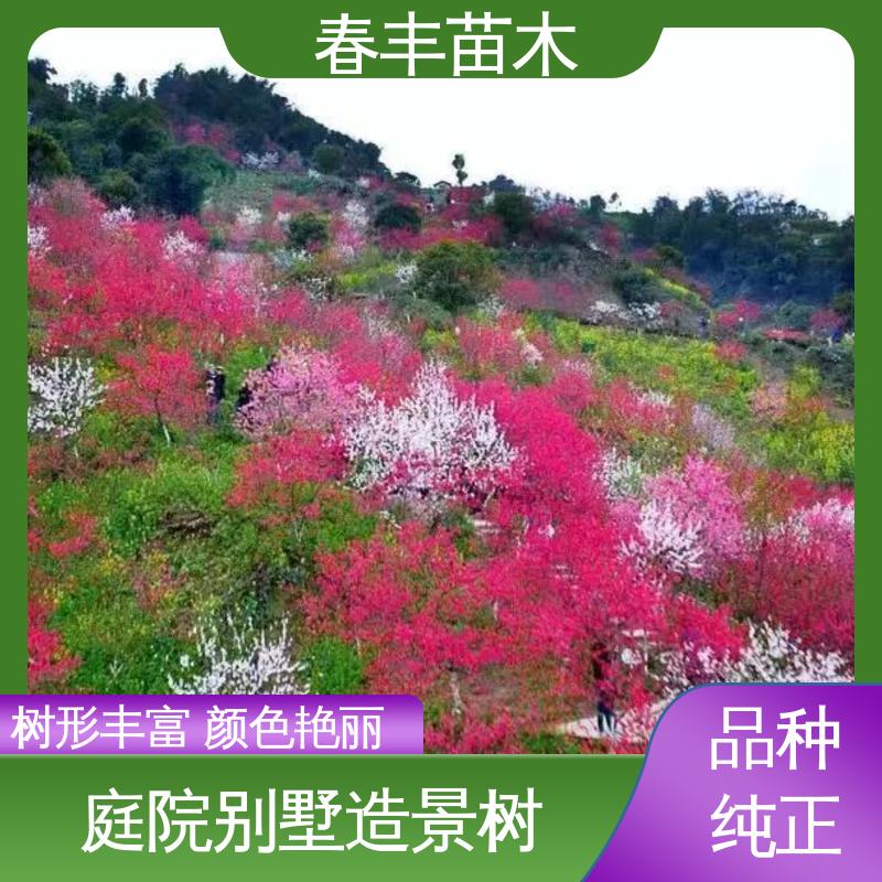 春丰苗木 基地供应 山桃6-8公分 颜色鲜艳 花色多样