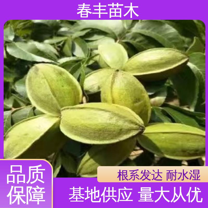 春丰苗木 碧根果苗基地生产 品种纯正 成活率高 适应性强