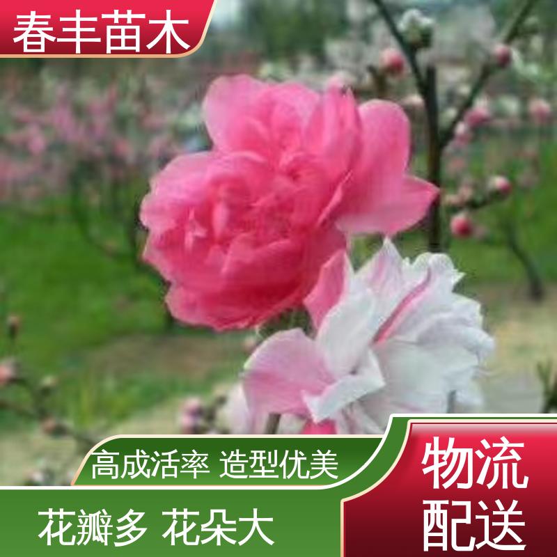 春丰苗木 基地现挖 招手桃40元装车 花叶秀丽 易成活