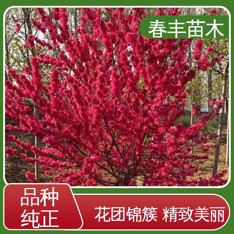 春丰苗木 观赏桃树基地培育 园林庭院造景植物 花团锦簇 精致美丽