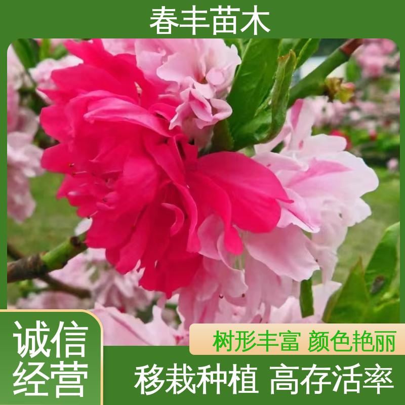 春丰苗木 基地现挖 人面桃50元上车价 移栽种植 高存活率