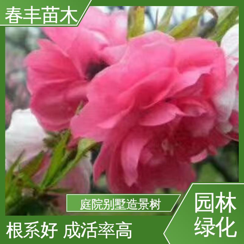 春丰苗木 基地供应 龙柱碧桃30元打土球上车 移栽种植 高存活率