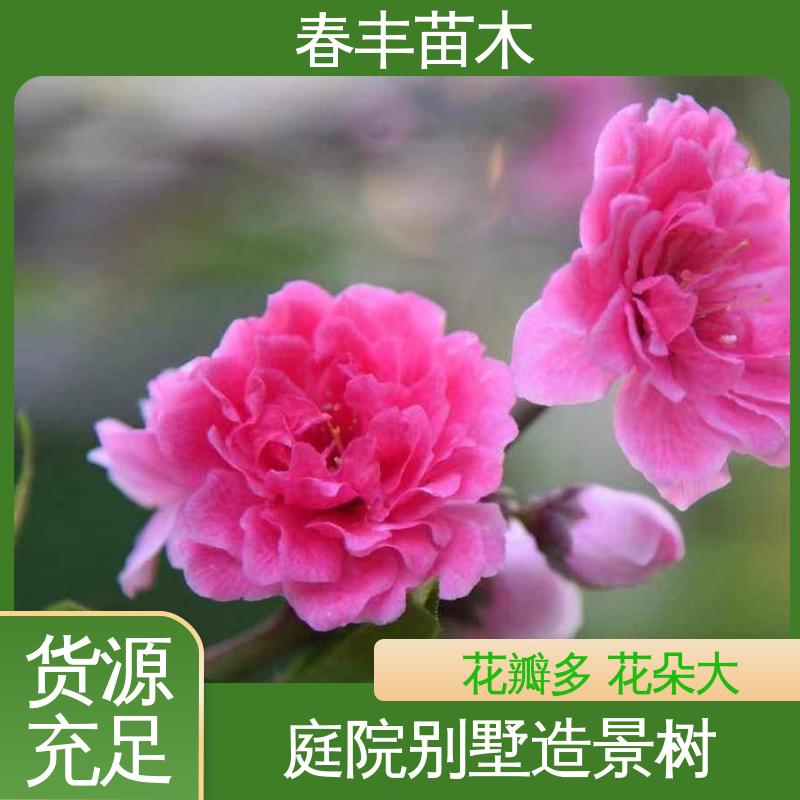 春丰苗木 基地供应 人面6-8公分 花叶秀丽 易成活