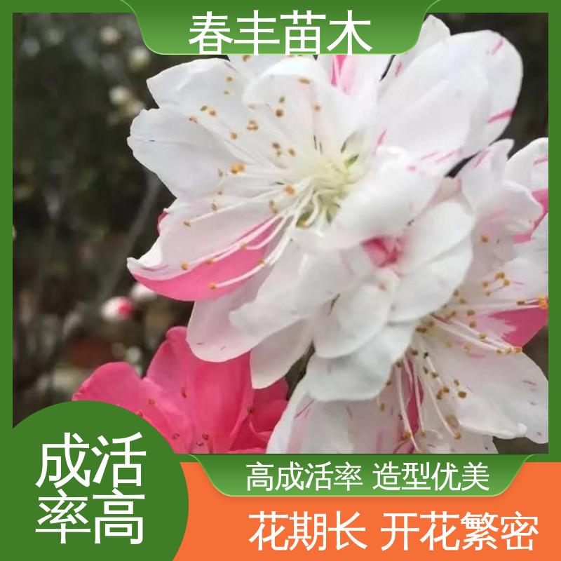 春丰苗木 基地现挖 红叶碧桃 8-10公分 成活率高 适应性强