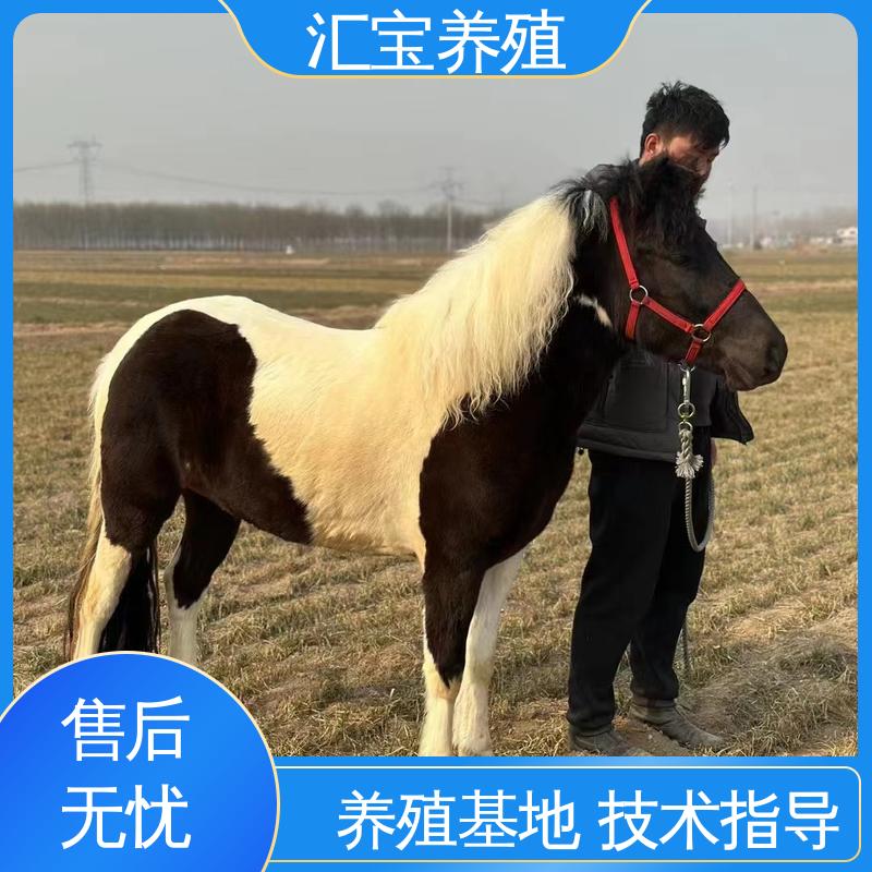  包回收包健康 宠物矮马 各种水果都可以吃 包邮包运输