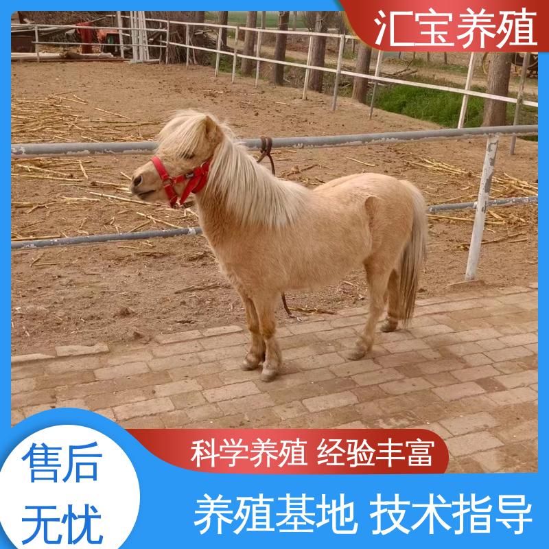 袖珍迷你矮马 不易生病 各种水果都可以吃 景区观赏乘骑 