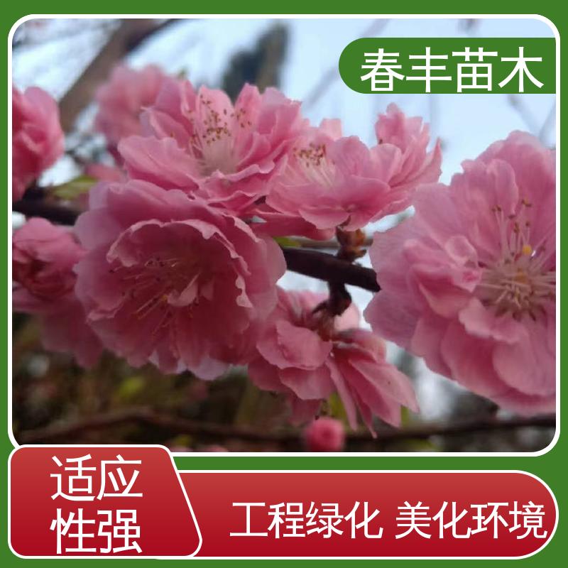 春丰苗木 观赏桃苗重点培育 园林庭院造景植物 成活率高 适应性强