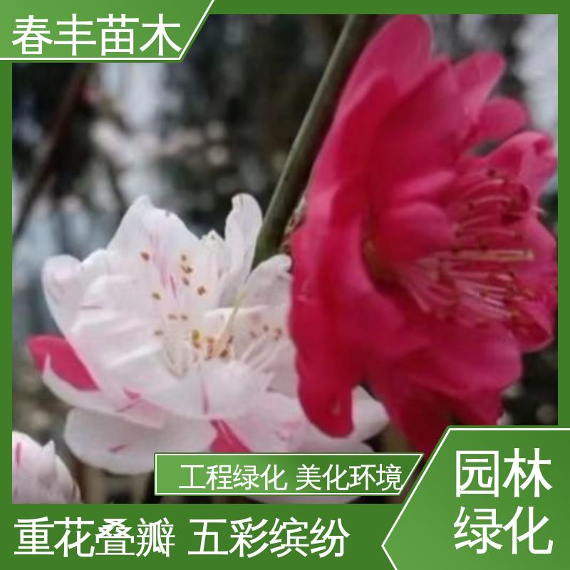 春丰苗木 基地供应 红菊花桃40元装车 花色艳丽动人