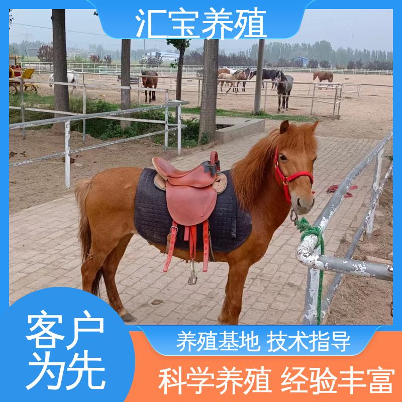  景区观赏 饲料五谷杂粮 德保矮马 实地引种考察