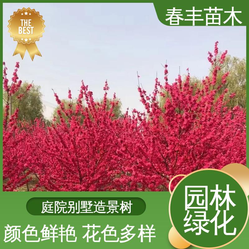 春丰苗木 基地供应 二色桃6-8公分 花色艳丽动人