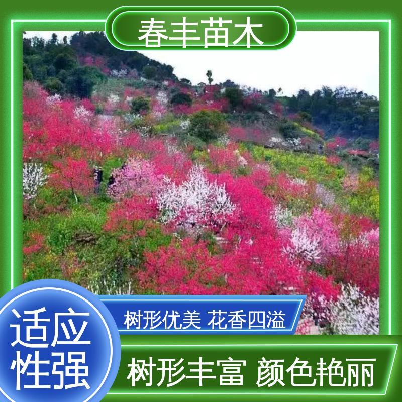 春丰苗木 基地供应 红菊花桃5-9公分 质量合格 一条龙培育