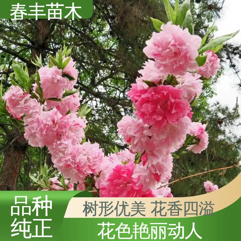 春丰苗木 基地现挖 紫叶碧桃5-9公分 成活率高 适应性强