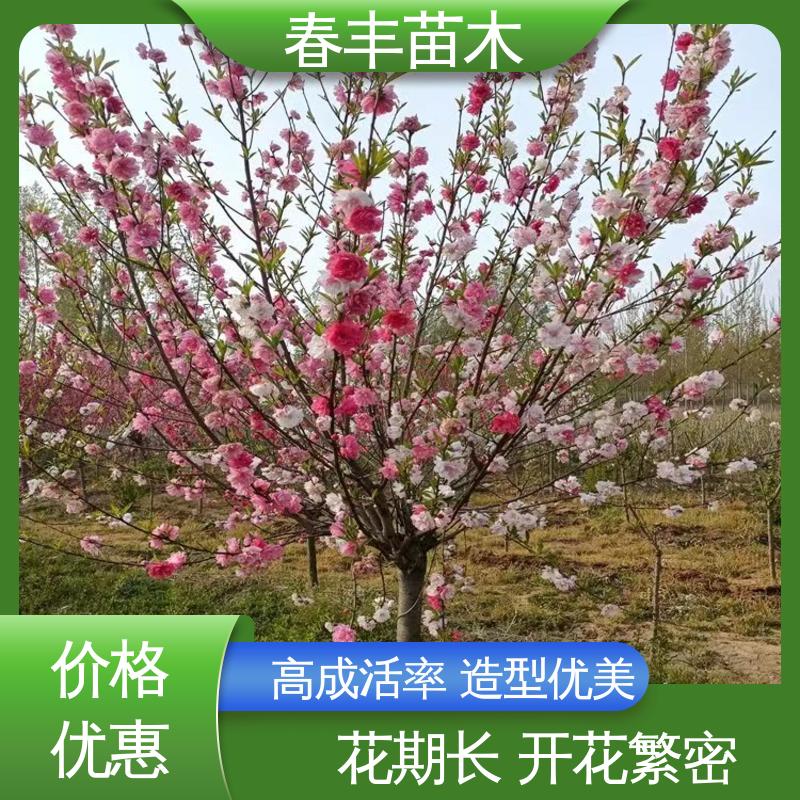春丰苗木 基地供应 红花碧桃 8-10公分 规格齐全 品种纯正
