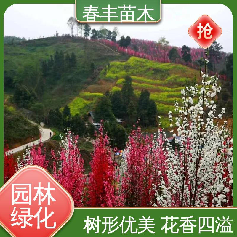 春丰苗木 基地现挖 帚型桃5-9公分 花瓣多 花朵大 
