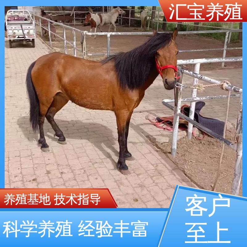 进口矮马设特兰 各种水果都可以吃 不易生病 景区观赏 