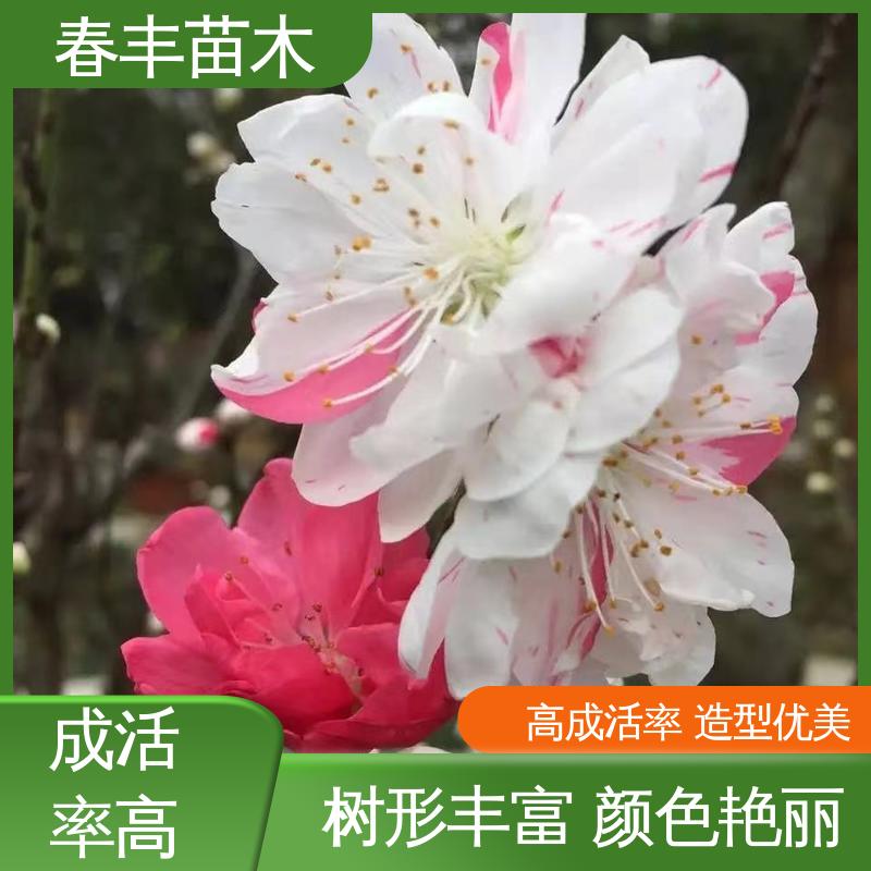 春丰苗木 基地供应 垂枝碧桃 8-10公分 花叶秀丽 易成活