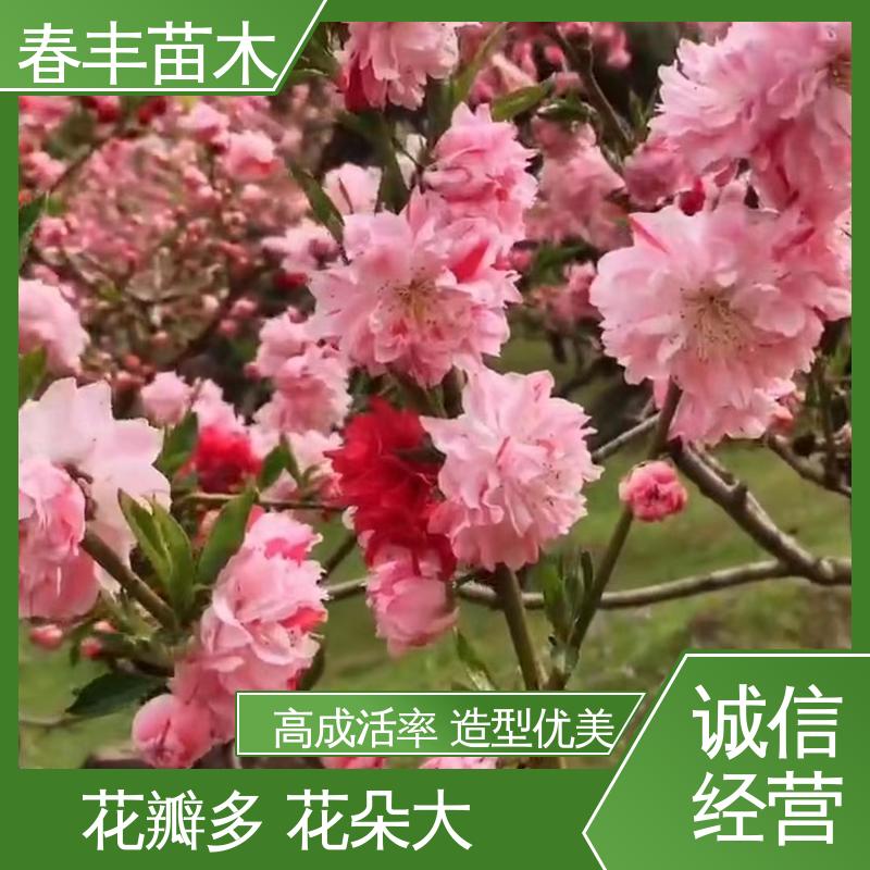 春丰苗木 基地供应 粉花山碧桃5-9公分 质量合格 一条龙培育
