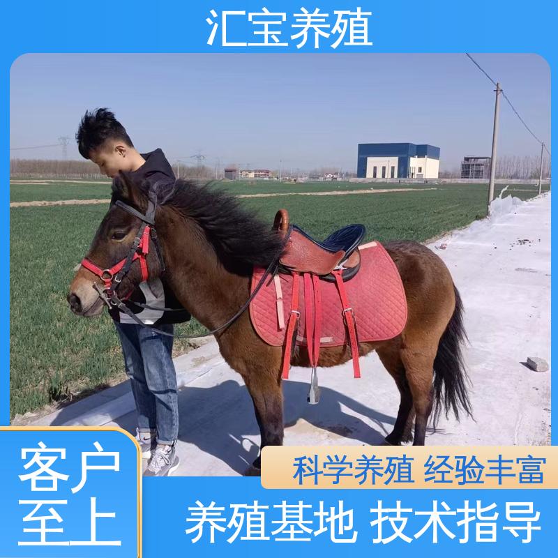实地引种考察 包邮包运输 各种水果都可以吃 农家养殖矮马 