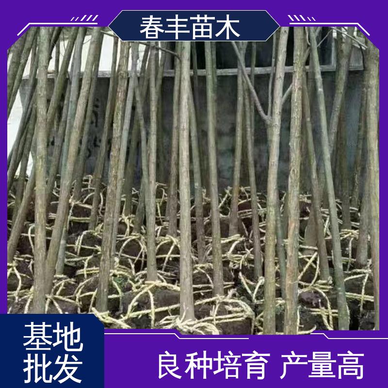 春丰苗木 碧根果树苗1-3年 品种纯正 果材兼用树种