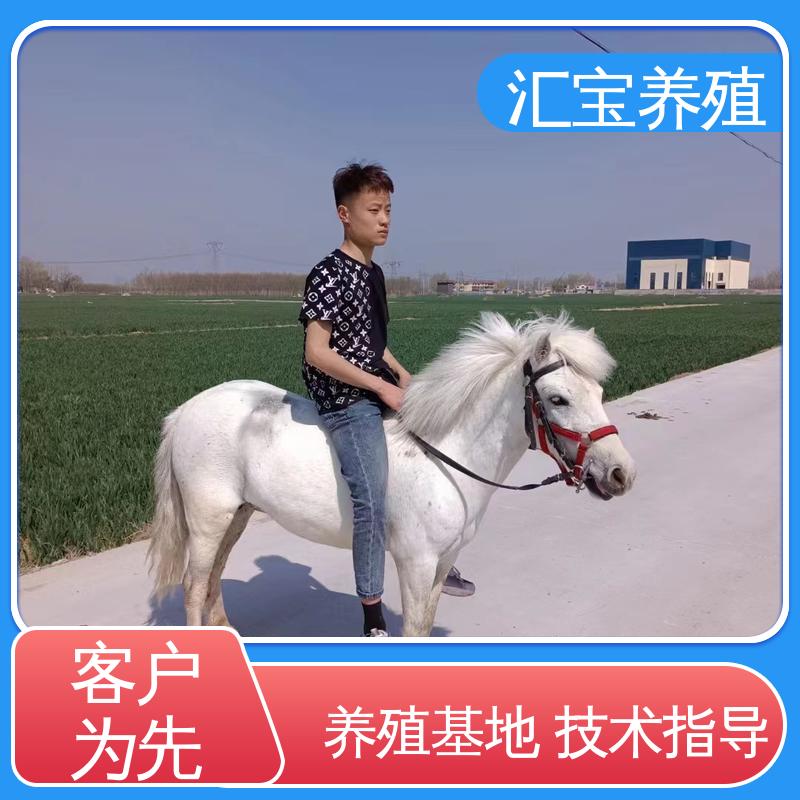 农家养殖矮马 提供技术指导 各种水果都可以吃 包邮包运输 