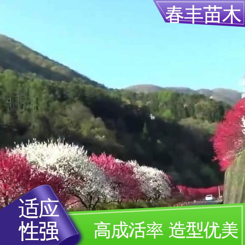 春丰苗木 观赏桃树苗1米高 庭院小区绿化造景树 成活率高 适应性强