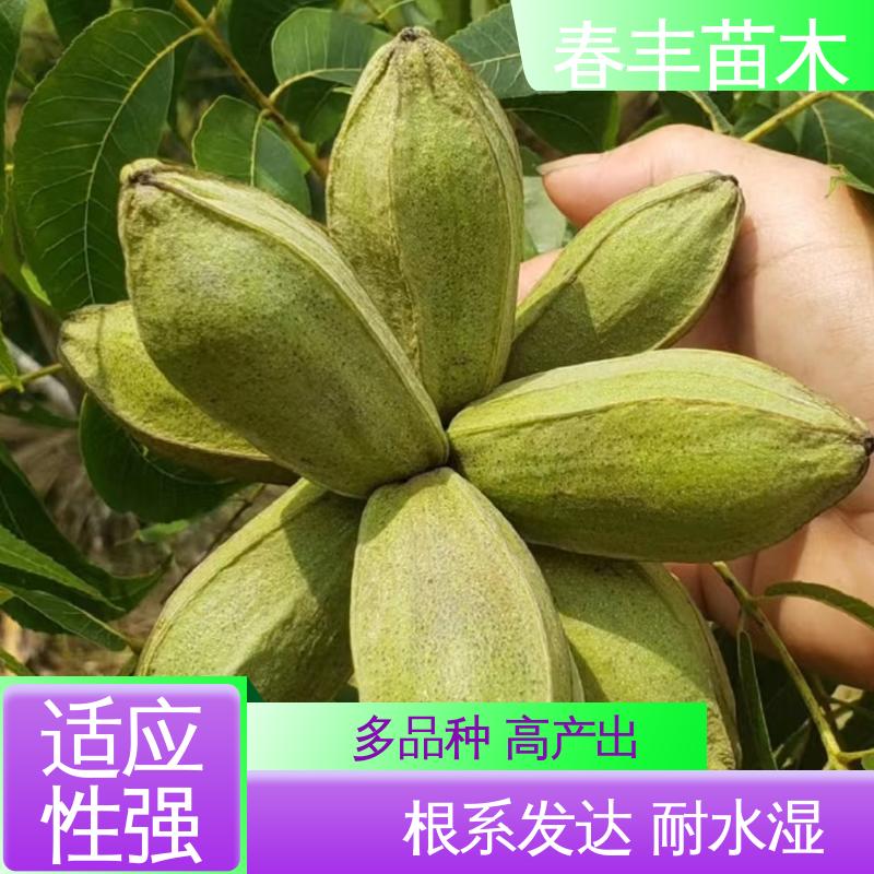 春丰苗木 美国山核桃容器苗1-3年 良种培育 果材兼用树种