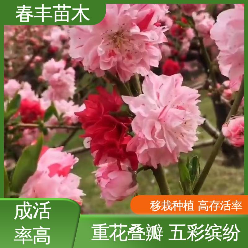 春丰苗木 基地供应 粉菊花桃50元上车价 移栽种植 高存活率