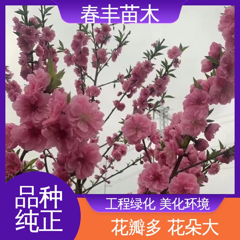 春丰苗木 找桃树苗 工程绿化 美化环境 花瓣多 花朵大 效果佳