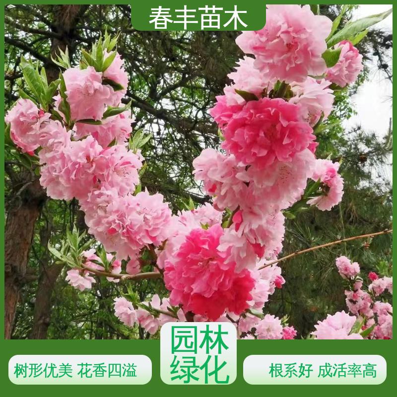 春丰苗木 找桃树苗重点培育 庭院小区绿化造景树 高成活率 造型优美