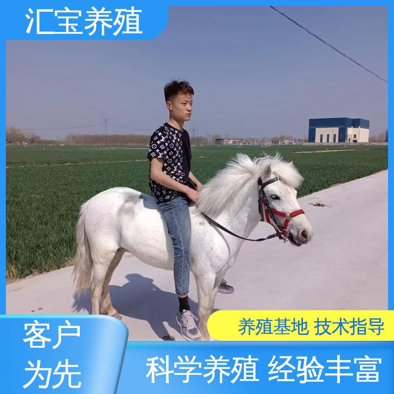  袖珍迷你矮马 饲料五谷杂粮 马术俱乐部 不易生病