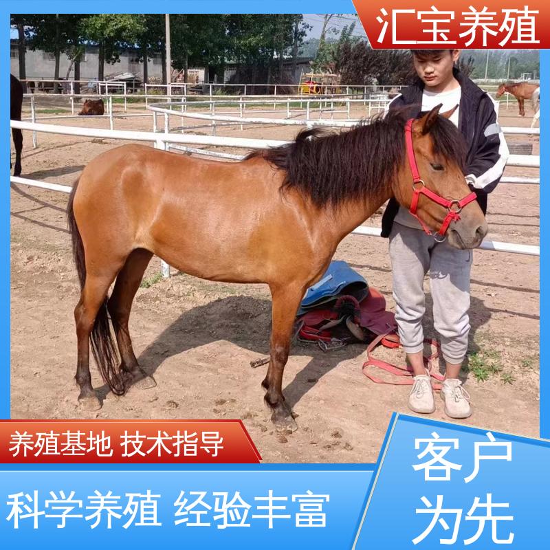 不易生病 各种水果都可以吃 农家养殖矮马 包邮包运输 