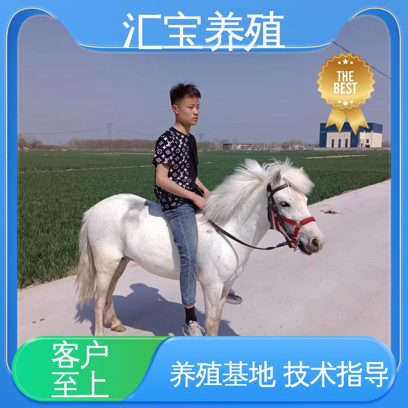  农家养殖矮马 各种水果都可以吃 一只起发 实地引种考察