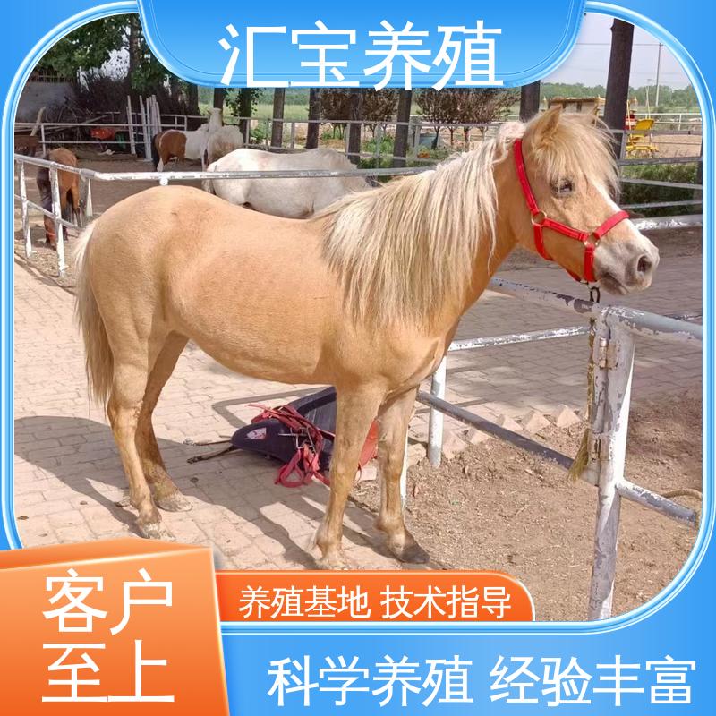  饲料五谷杂粮 景区观赏乘骑 实地引种考察 袖珍迷你矮马