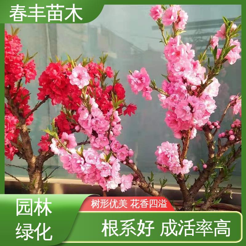 春丰苗木 观赏桃树5公分 庭院小区绿化造景树 花色艳丽动人